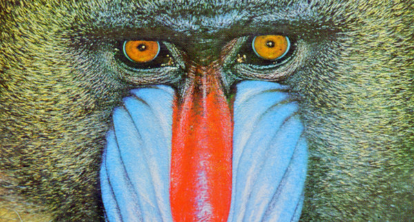 Understanding Singular Vector Decomposition